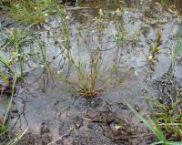 Juncus bufonius