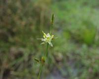 Juncus bufonius