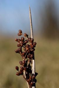 Juncus acutus