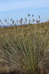 Juncus acutus