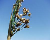 Juncus maritimus