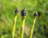 Equisetum hyemale