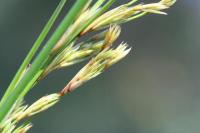 Juncus maritimus