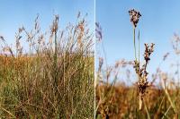 Juncus maritimus