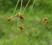 Juncus filiformis