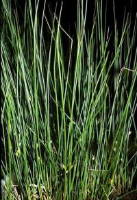 Juncus filiformis