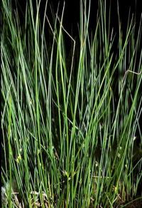 Juncus filiformis