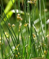 Juncus filiformis