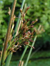 Juncus inflexus