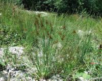 Juncus inflexus