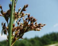 Juncus inflexus