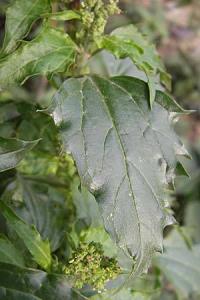 Chenopodium murale