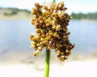 Juncus conglomeratus