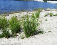 Juncus conglomeratus