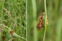 Juncus conglomeratus