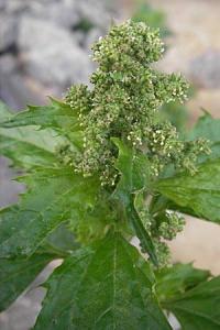 Chenopodium murale