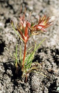 Juncus bulbosus