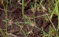 Juncus bulbosus