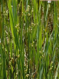 Juncus subnodulosus