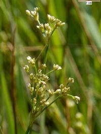 Juncus subnodulosus