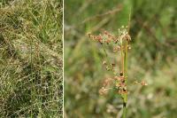 Juncus subnodulosus