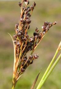 Juncus anceps