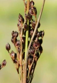 Juncus anceps