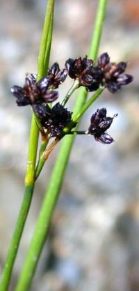 Juncus alpinoarticulatus 