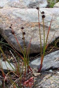 Juncus alpinoarticulatus 