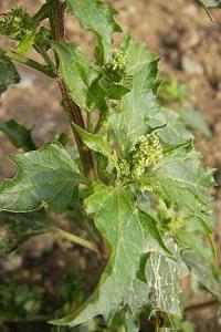 Chenopodium murale