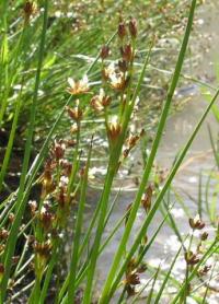 Juncus alpinoarticulatus 