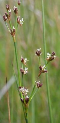 Juncus articulatus