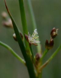 Juncus articulatus