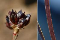 Juncus articulatus