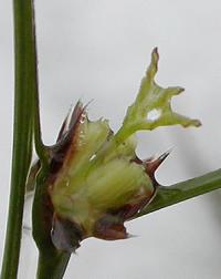 Juncus trifidus