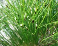 Juncus trifidus