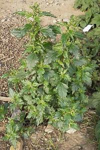 Chenopodium murale