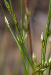 Juncus tenuis