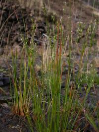 Juncus tenuis