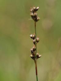 Juncus squarrosus