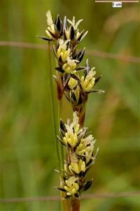 Juncus squarrosus