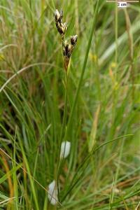 Juncus squarrosus