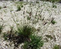 Juncus squarrosus