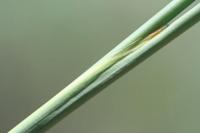 Juncus subulatus