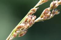 Juncus subulatus