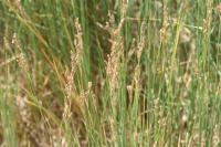 Juncus subulatus