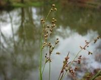 Luzula forsteri