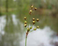 Luzula forsteri