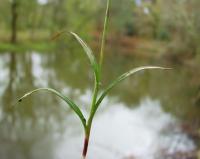 Luzula forsteri