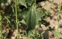 Chenopodium urbicum